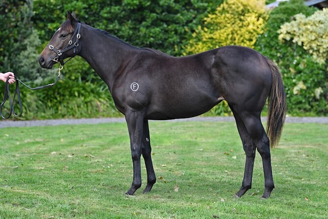 Lot 39, the Proisir filly out of Khaseeb, topped New Zealand Bloodstock’s Online Yearling Sale when bought by Johno Benner for $110,000. - Photo: Supplied