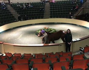 Cameron Ring- February Blog - Breeding Commences at the Irish National Stud