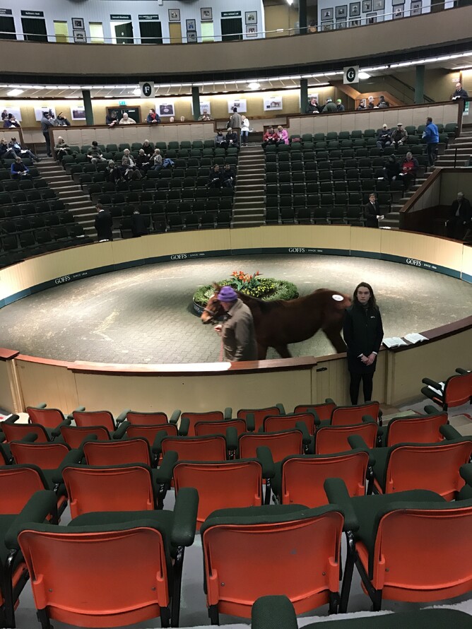 Goffs Sales Ring