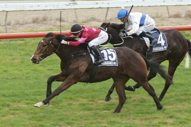 Bezique credits Rich Hill Stud stallion Ace High with his first winner.  - Photo: Trish Dunell