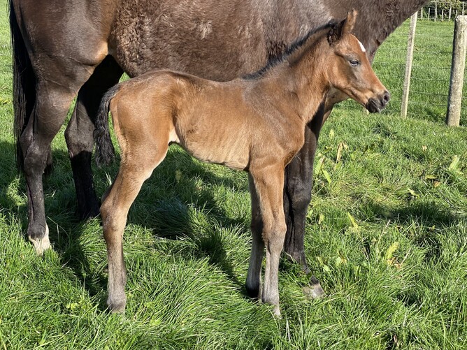 Wyndspelle’s first foal, out of Testa Rossa mare Silver Cloud. Photo: Supplied.