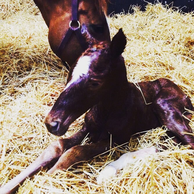 Mares foal inside in Ireland