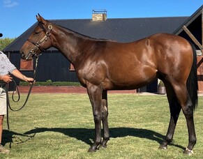 NZB South Island Sale now live online