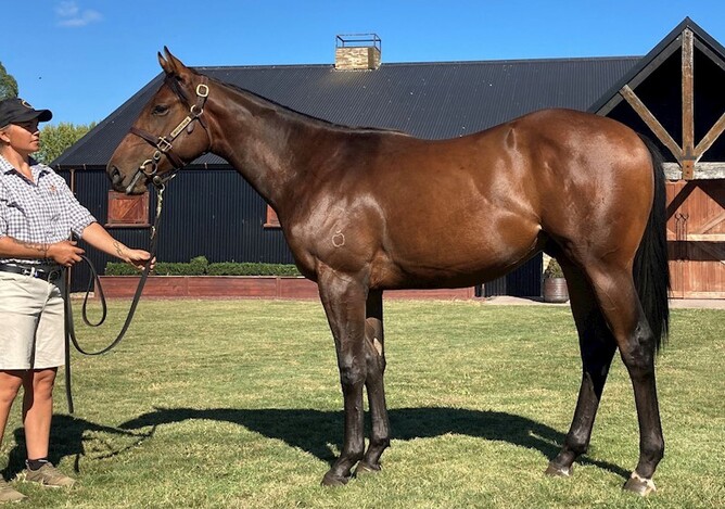 Almanzor half-brother to Group One winner I Do offered as lot 41 from the draft of Woburn Farm - Photo: Supplied