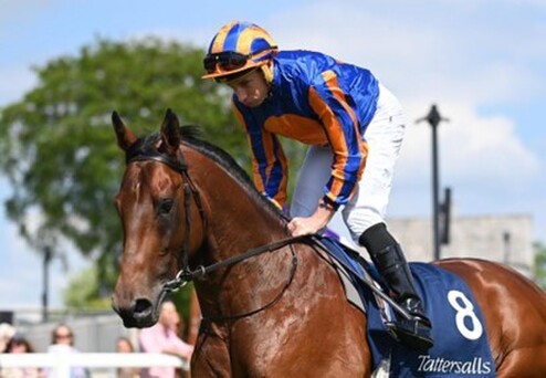 Classy European galloper Paddington will be a star attraction during the Windsor Park Stud section of the Waikato Branch NZTBA stallion parade. - Photo: Supplied