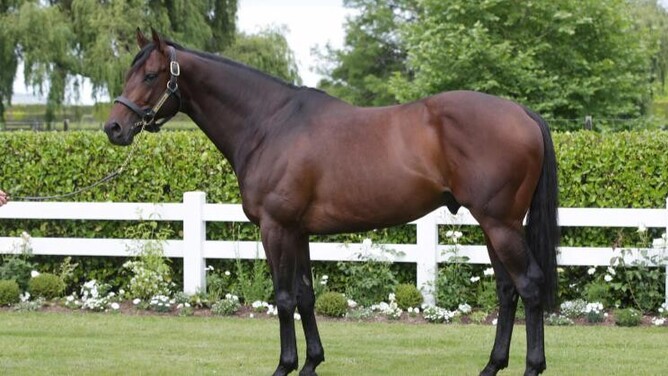 Cambridge Stud sire Almanzor