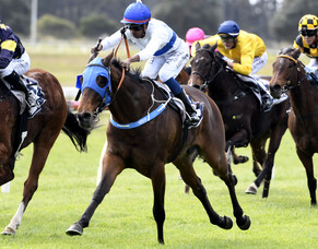 Red letter day for The Oaks Stud