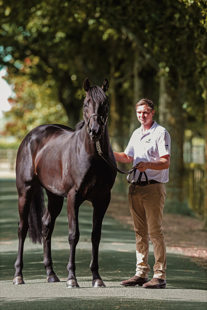 Noverre will stand at Waikato Stud this coming breeding season. Photo: Trish Dunell