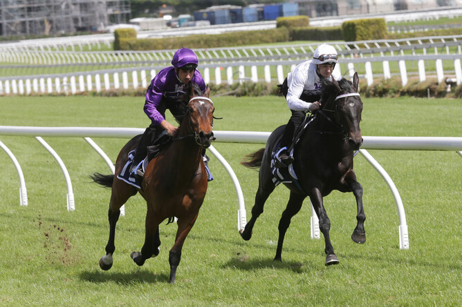 Calm Seeker (inside) in his New Zealand Bloodstock Ready to Run Sale breeze-up last year. Photo: Trish Dunell