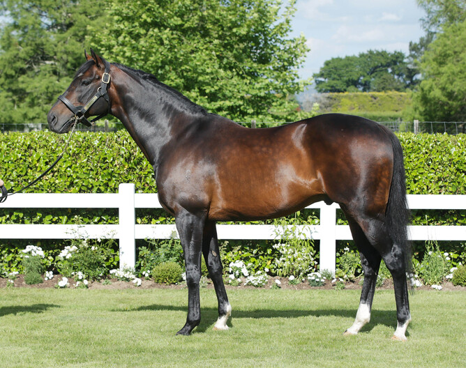 Cambridge Stud stallion Tavistock was represented by four metropolitan winners on Saturday - Trish Dunell