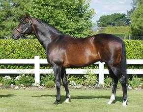 Four metropolitan winners for Tavistock