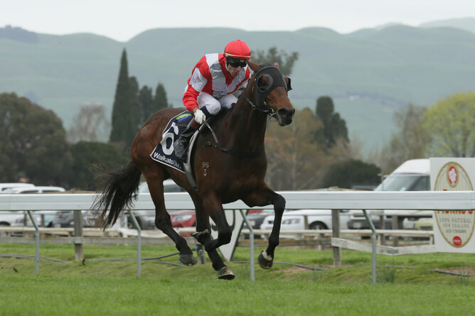 Black type performer Hello M’Lady will return to action later in the winter - Race Images