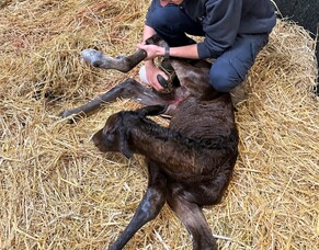 BLOG | Dorian Kos  - June 2023