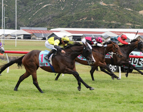 Wellington Cup looms for One Bold Cat