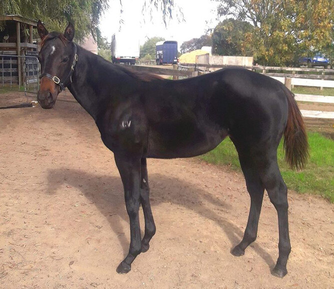 What's The Story - Ambrose (Alamosa) filly