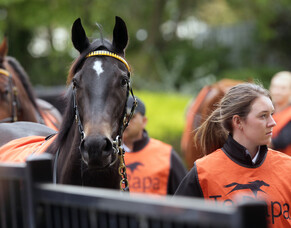 NZTR - Directions Paper