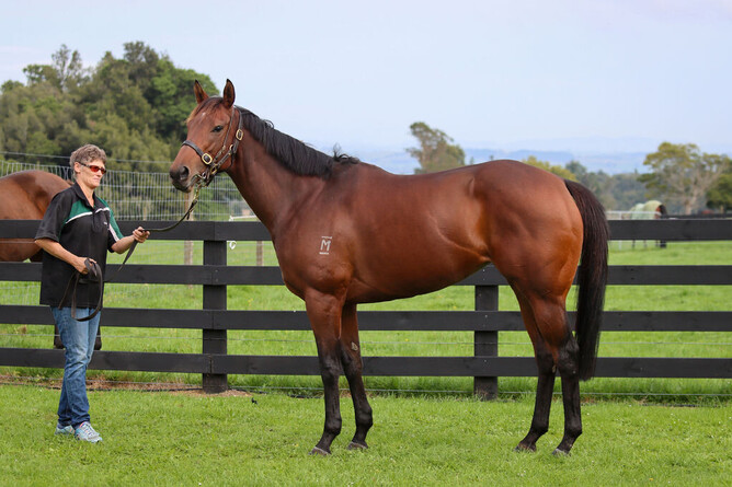 Group Two winning Savabeel mare Yearn was sold via the Gavelhouse Plus National Online Breeding Stock Sale - Photo: Supplied