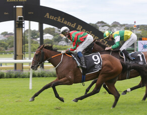 Hinepara provides timely update for Hunterville breeder