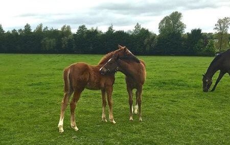 Young foals playing in the paddocks