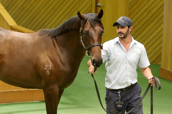 Lot 303, the US Navy Flag colt out of Fastnet Rock mare Honfleur, was purchased out of Valachi Downs’ draft by Wexford Stables for $340,000.  Photo: Trish Dunell