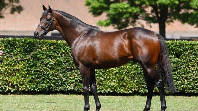 Little Avondale Stud stallion Time Test enjoyed another good result in the northern hemisphere as Rocchigiani showed his class to land the Gr.3 Bonham  - Photo: Supplied