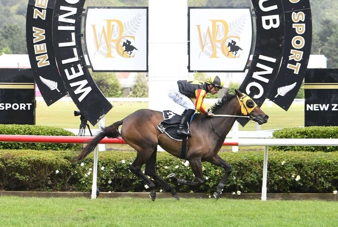 Manifique is a highlight lot on the next gavelhouse.com auction. - Photo: Supplied