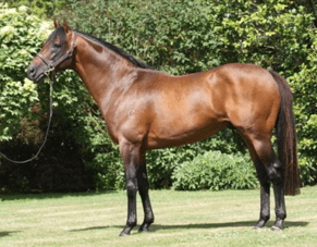 Underrated Zed making name the hard way