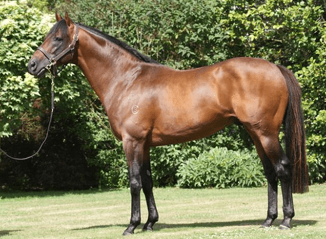 Grangewilliam stallion Zed. - Photo: Supplied