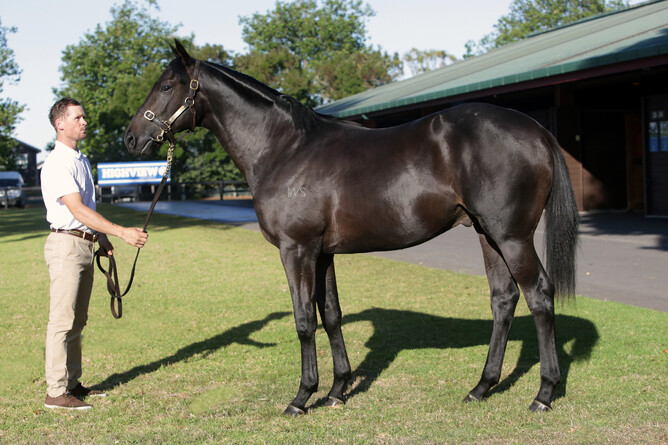 Lot 79 – the Savabeel colt out of Magic Dancer. Photo: Trish Dunell