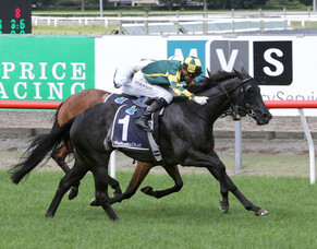 NZB Insurance Pearl Series Revamped by Entain &amp; NZTR