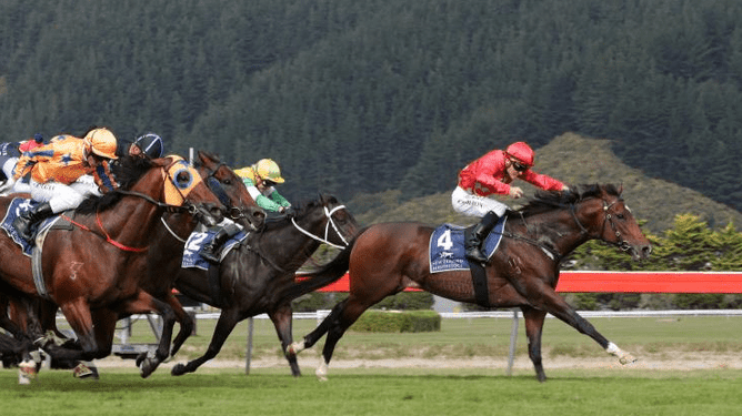 Westbury Stud stallion Ferrando. - Photo: Trish Dunell