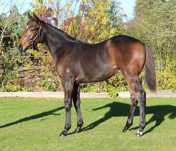 Lot 1 – Proisir x Joan’s Girl colt. Photo: Supplied