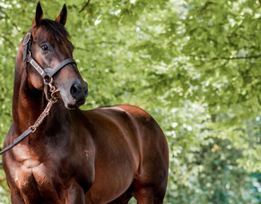 Ocean Park hits memorable mark