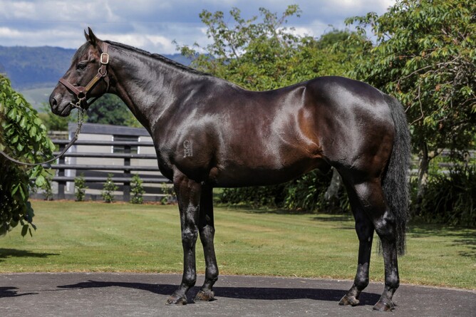 Outstanding Waikato Stud stallion Savabeel - Photo: supplied