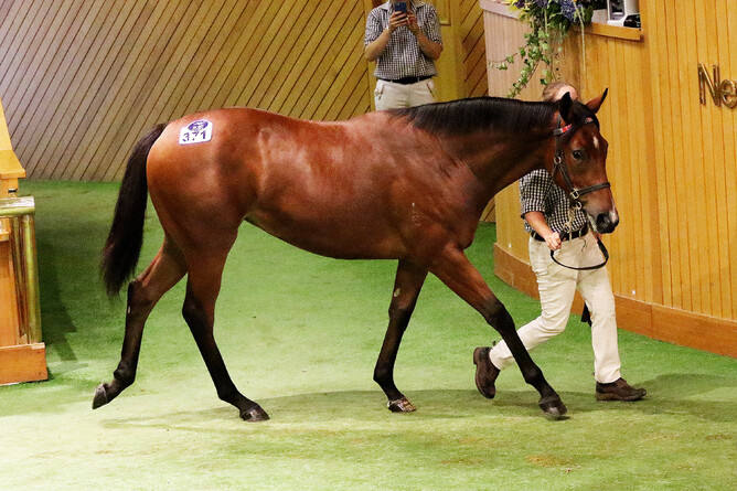 Lot 371 Not A Single Doubt ex Meleka Belle filly  - Darryl Sherer