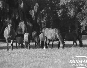 Dunstan Feeds- Tips for feeding during Lockdown