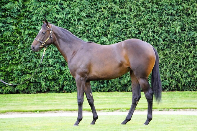 Lot 460 – Per Incanto x Omana filly. Photo: Supplied