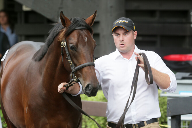 Lot 520, the Savabeel colt out of Group Three performer Lovetessa, was purchased by Bruce Harvey from Cambridge Stud’s draft for $720,000. Photo: Trish Dunell