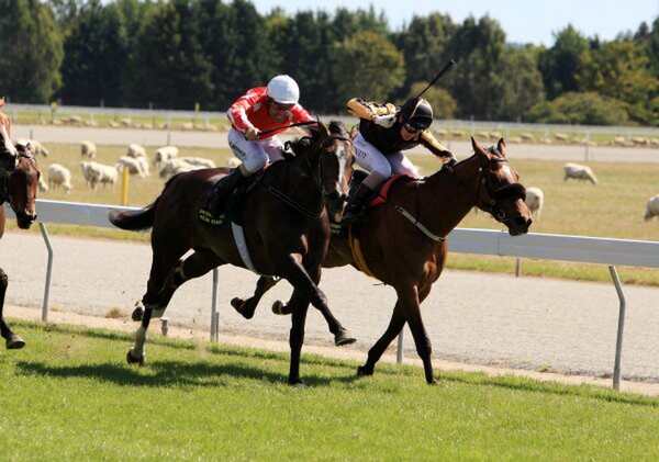 Pictured above Milo with jockey David Walsh in the red silks, fighting it out to win the Gore Guineas by half a-head,