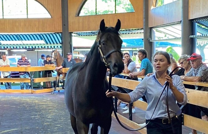 Alice Jeffries leading one of Carlaw Park's yearlings in the inside parade ring at Karaka.
