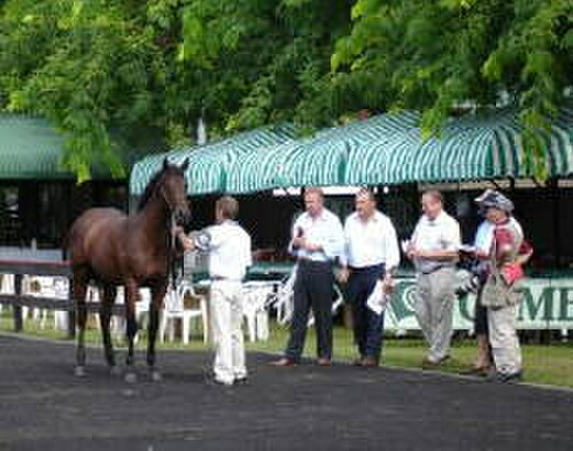 The Zabeel-Miss Power Bird colt, parading for John Messara among others. The colt was sold by Cambridge Stud for $1.6 million to Graeme Rogerson. - Photo by: Alex Martin