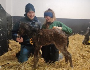 Blog 2 | Nathan Trumper | Irish National Stud Scholarship