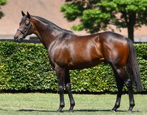 Strong support for Time Test shows in debut crop pedigrees