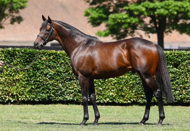 Time Test stands at Little Avondale Stud for $10,000 +GST - Supplied