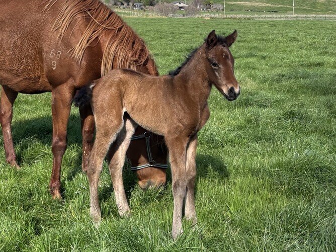 The first foal by Grangewilliam Stud stallion Hilal was born on Thursday morning - Photo: supplied
