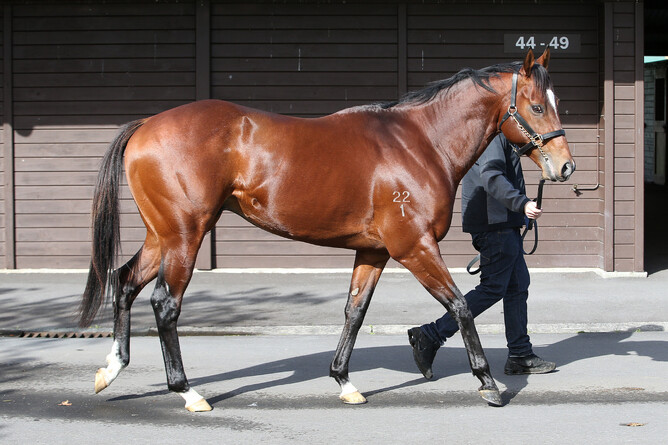 Vespa will stand the 2022 breeding season at Mapperley Stud. - Photo: Trish Dunell