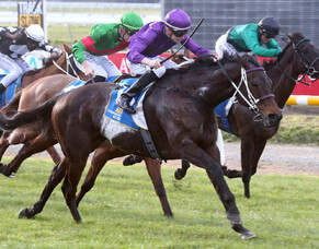 First NZ Stakes race for the new season goes to Platinum Command