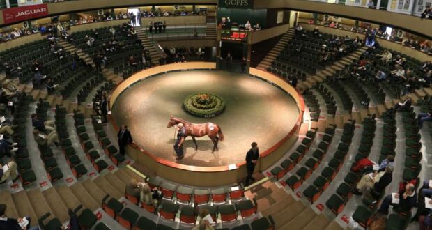 Goffs Sales in Ireland