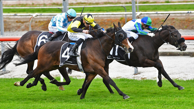 One Bold Cat on his way to winning the Gr.1 Arrowfield Stud Plate (1600m) at Matamata. - Photo: Kenton Wright - Race Images