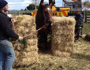 Stirring story behind stunning Moonee Valley winner
